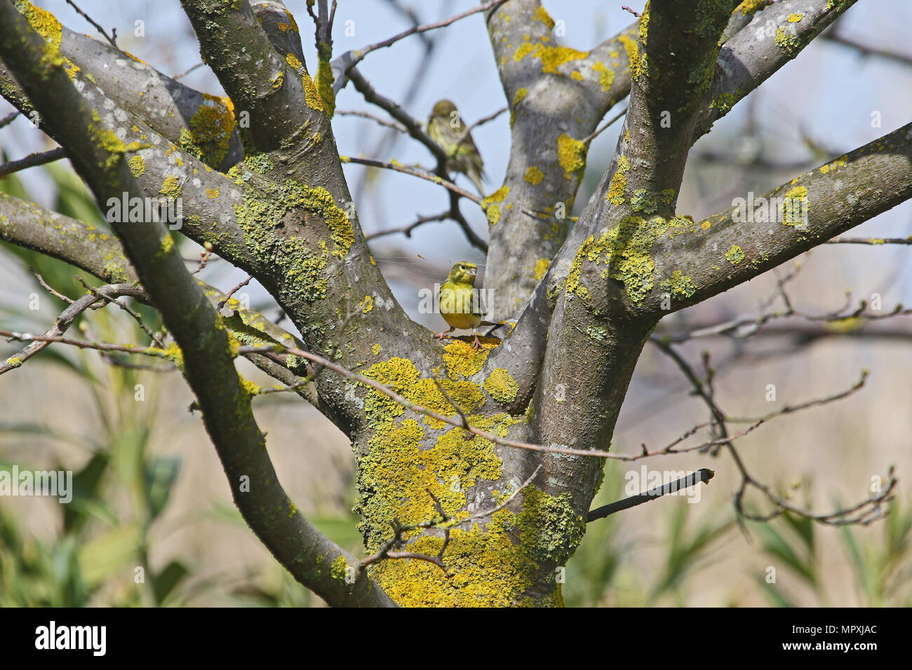 male serin bird Latin name serinus serinus eating insects from a spider web in a tree in spring in central Italy with a female serin behind him Stock Photo