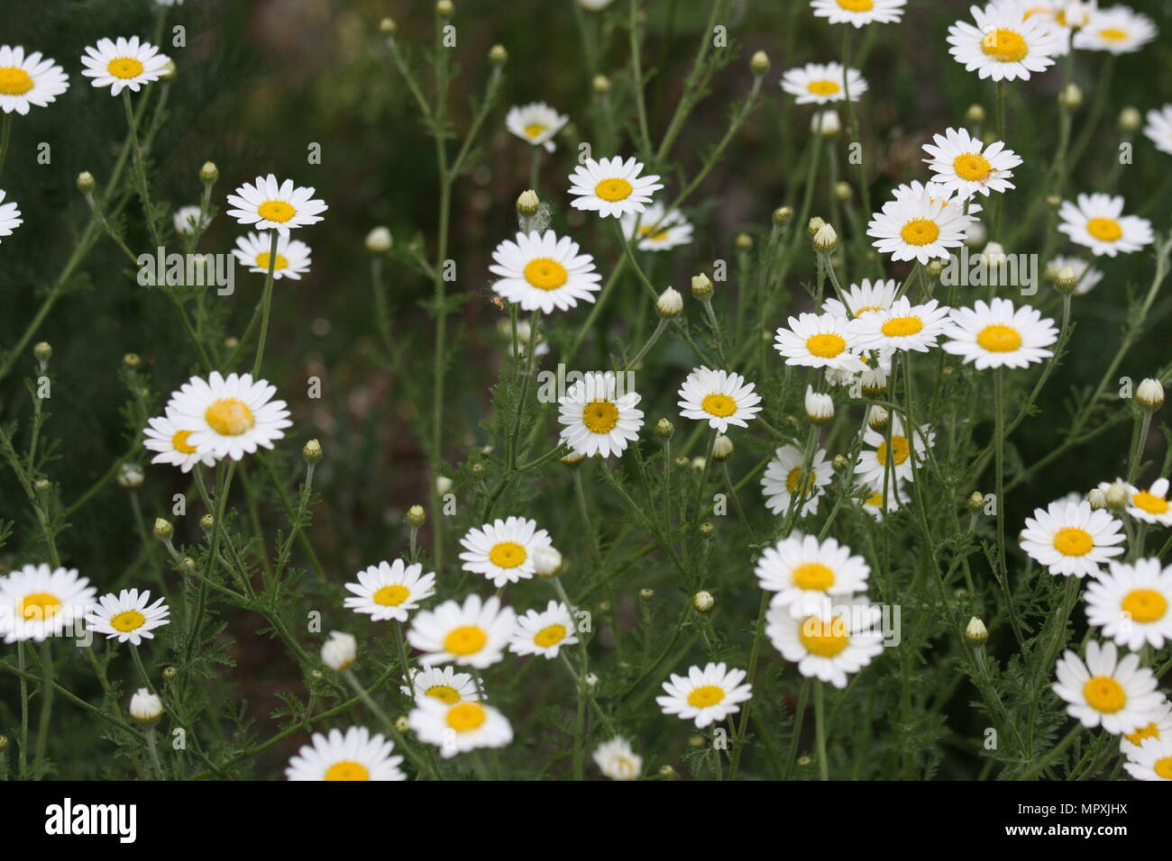 Flowering Matricaria chamomilla field Stock Photo - Alamy