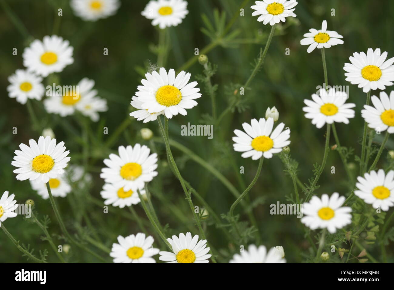 Flowering Matricaria chamomilla field Stock Photo - Alamy