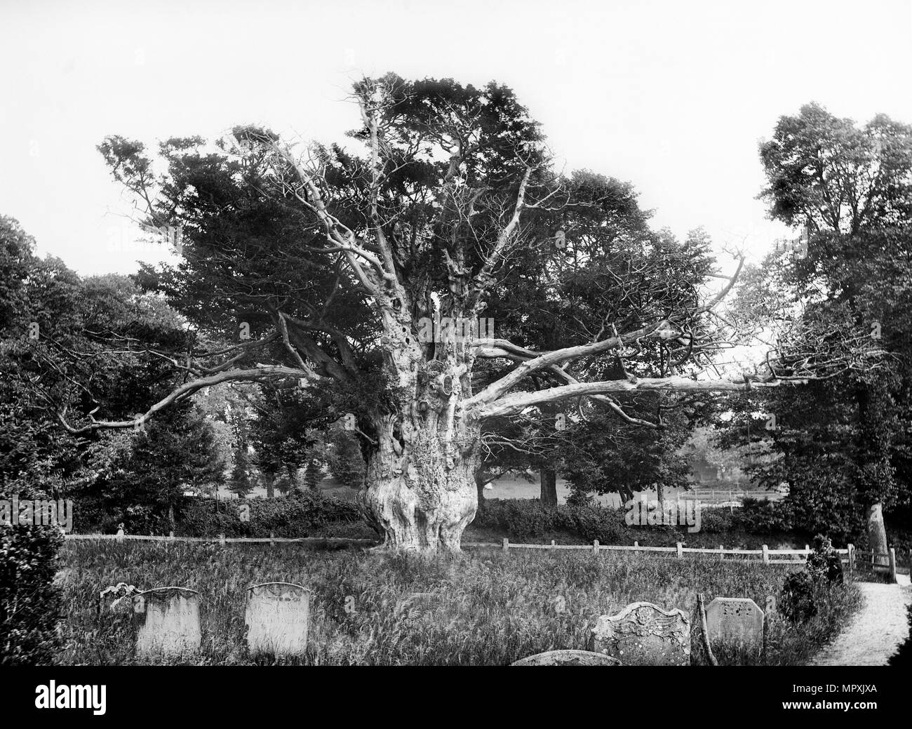 British yew tree hires stock photography and images Alamy
