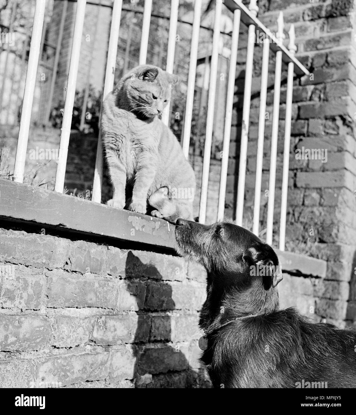 Cat and dog, late 1950s or early 1960s. Artist: John Gay. Stock Photo