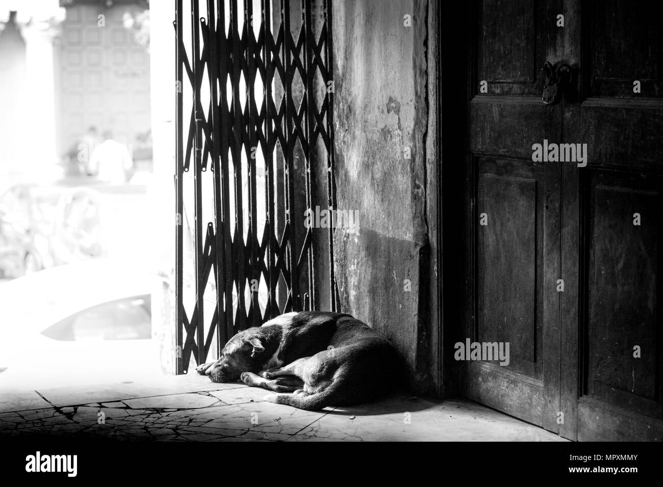 Indian street lifestreet dog stray life street photography kolkata india