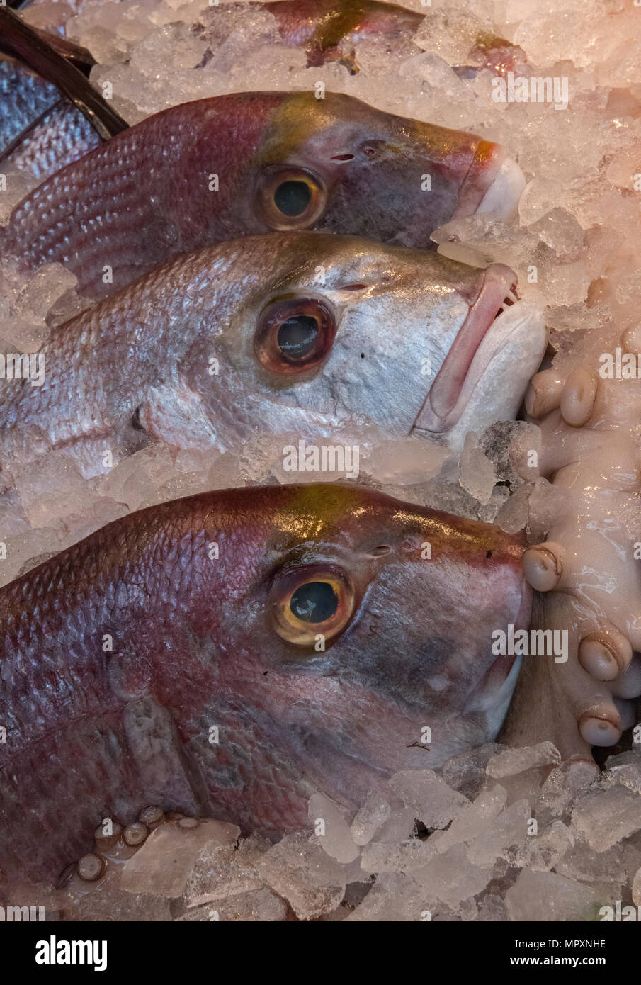 fresh fish on sale on ice on a wet fish fishmongers stall at borough market in london