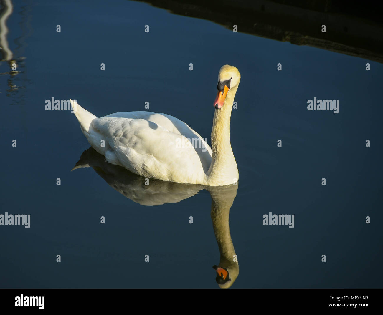 Wild swan in early morning light on perfectly still water Stock Photo