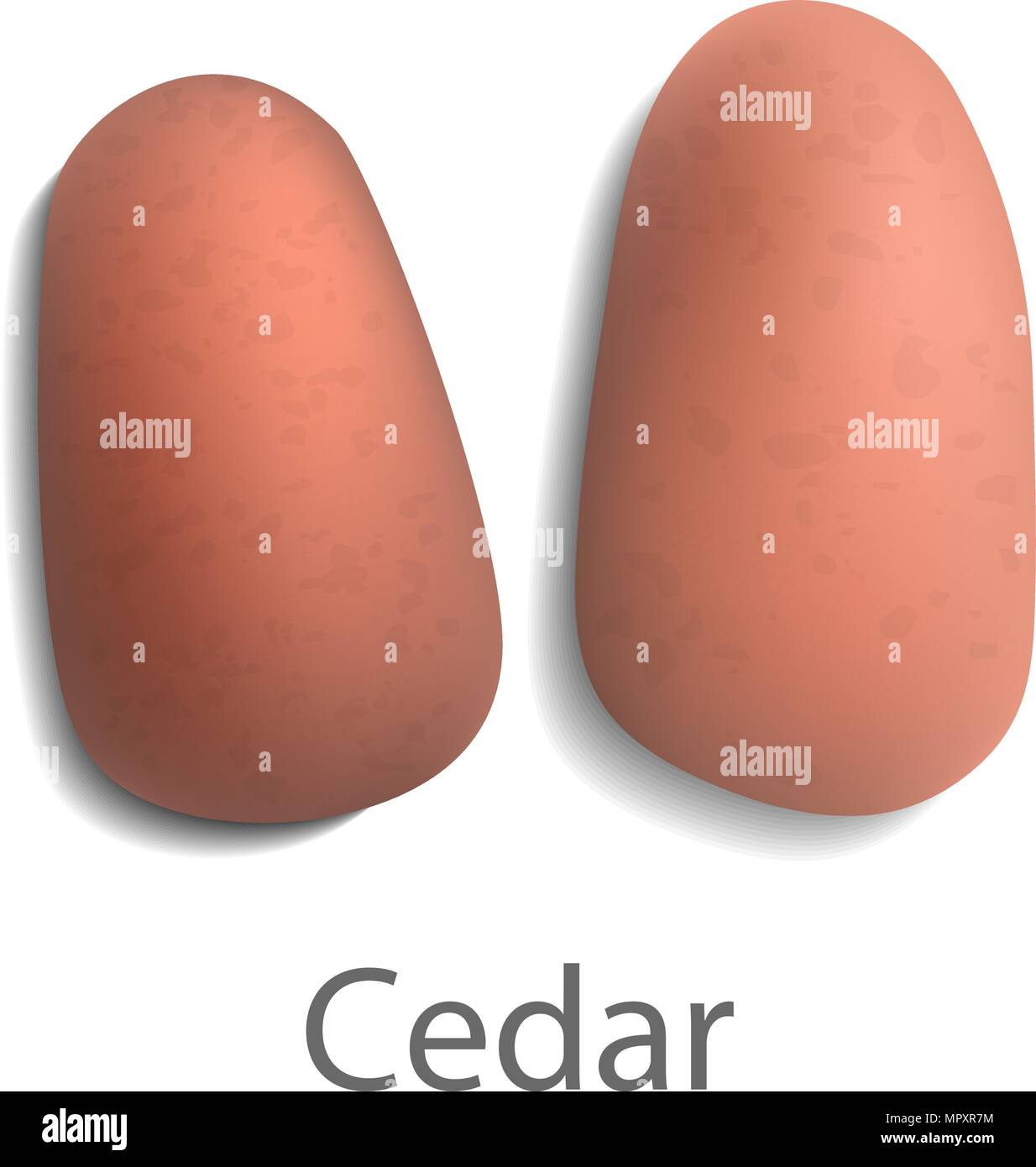 Cedar mockup, realistic style Stock Vector