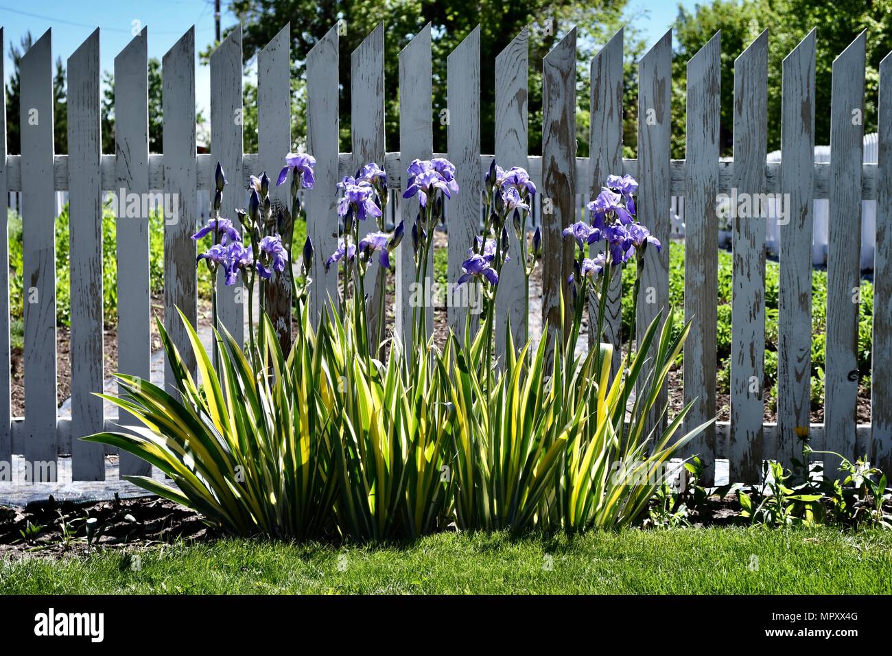 White picket fence hi-res stock photography and images - Alamy