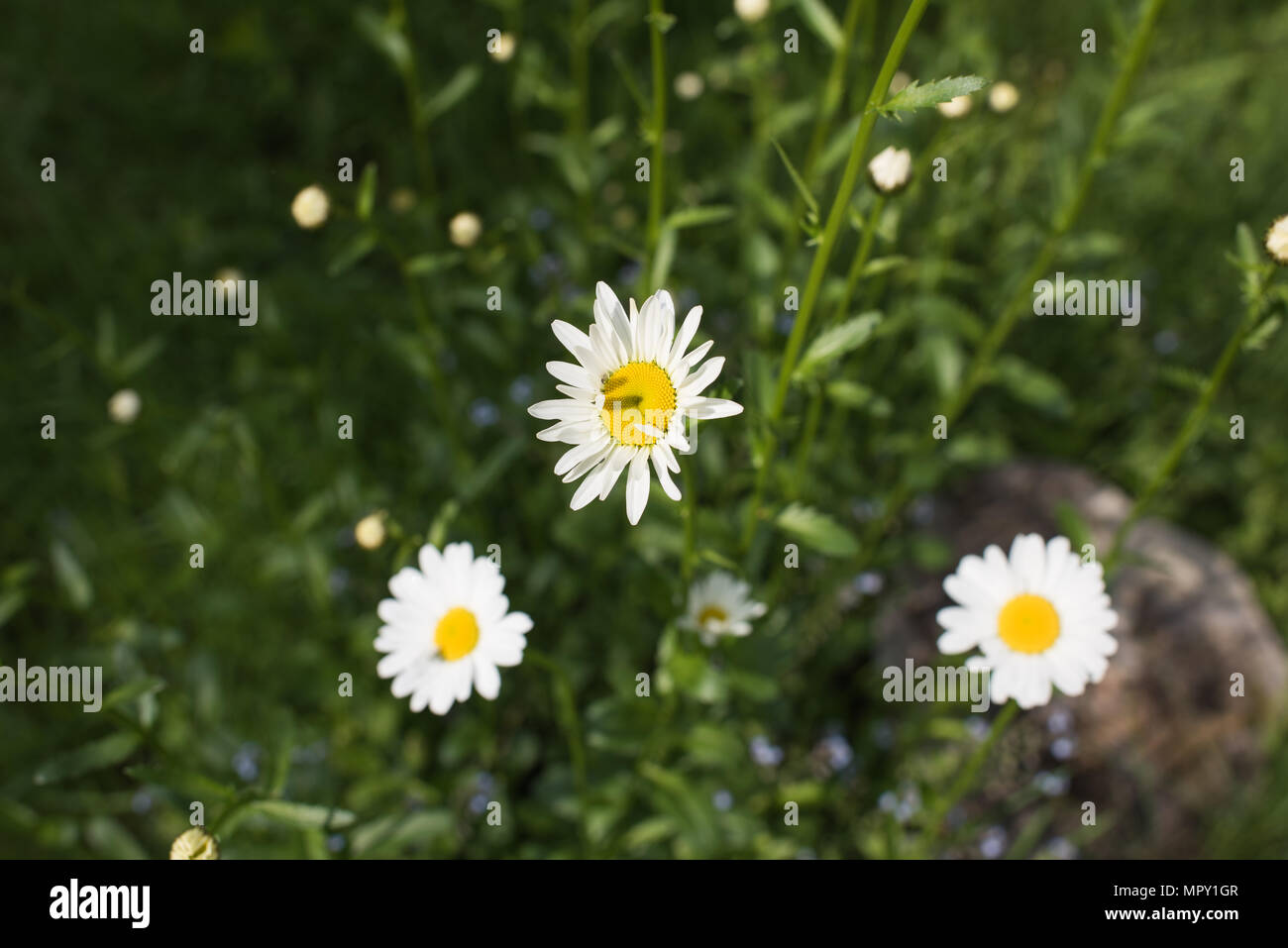Leucanthemum vulgare flower Stock Photo