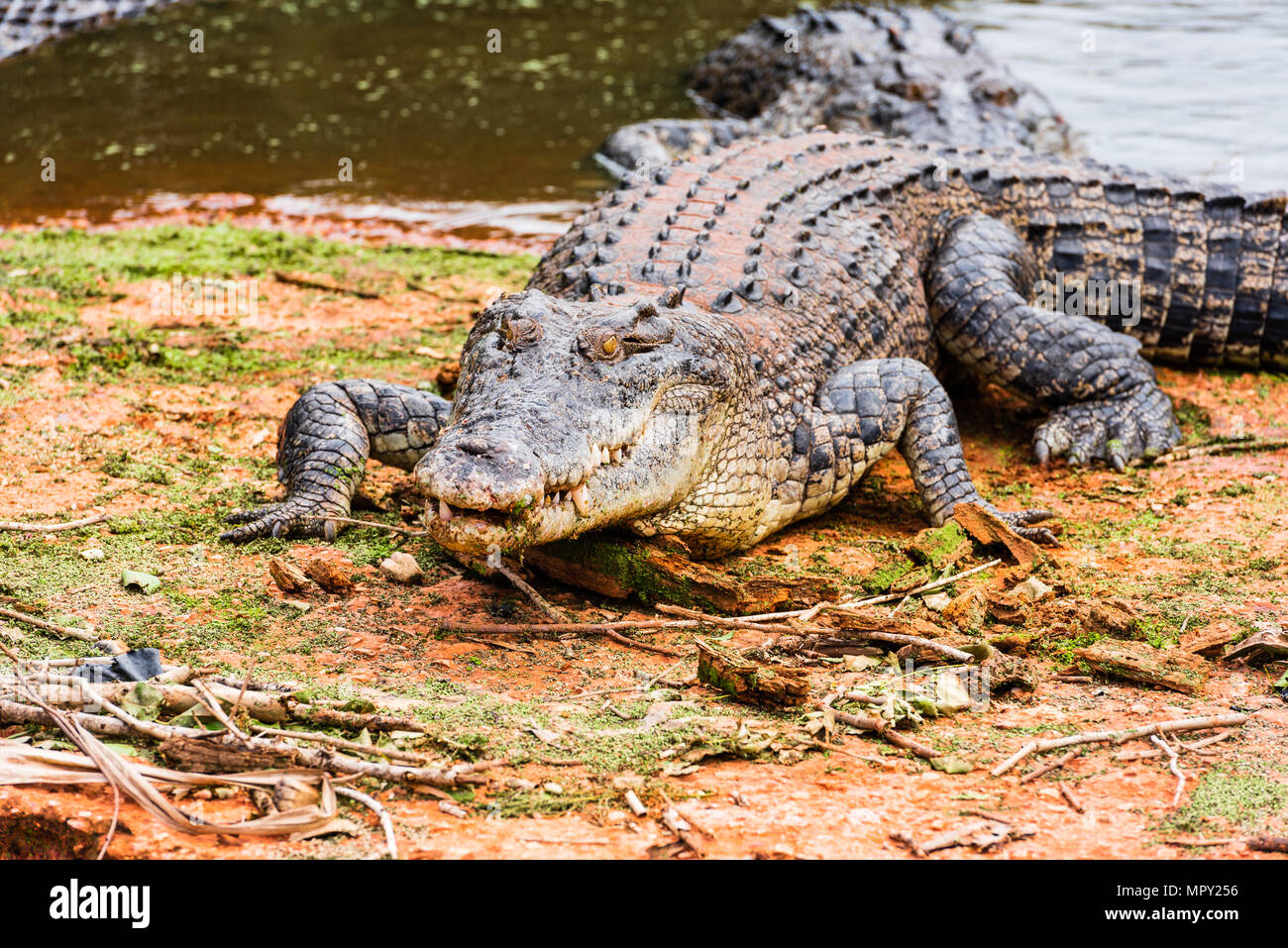 A hungry crocodile crawls out of the water in search of food Stock Photo -  Alamy