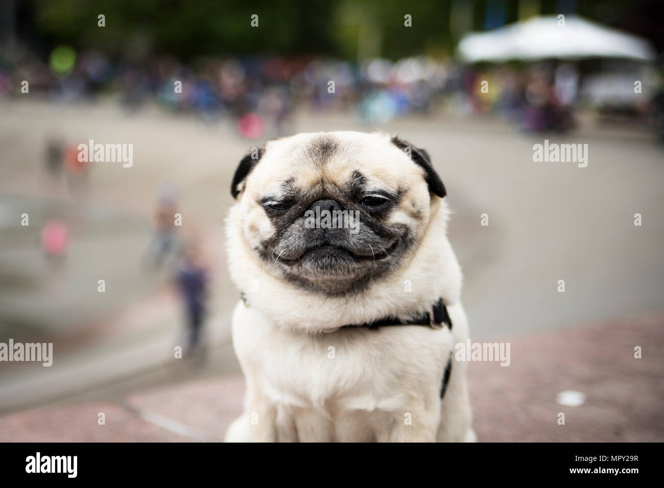 Close-up of pug sitting outdoors Stock Photo