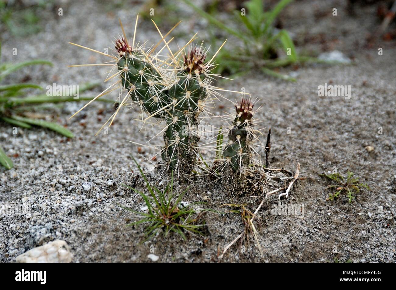 Buckhorn Cholla, Staghorn Cholla, Opuntia acanthocarpa,Cactus, Narrows Earth Trail, Anza-Borrego Desert State Park, CA  050108 1995 Stock Photo