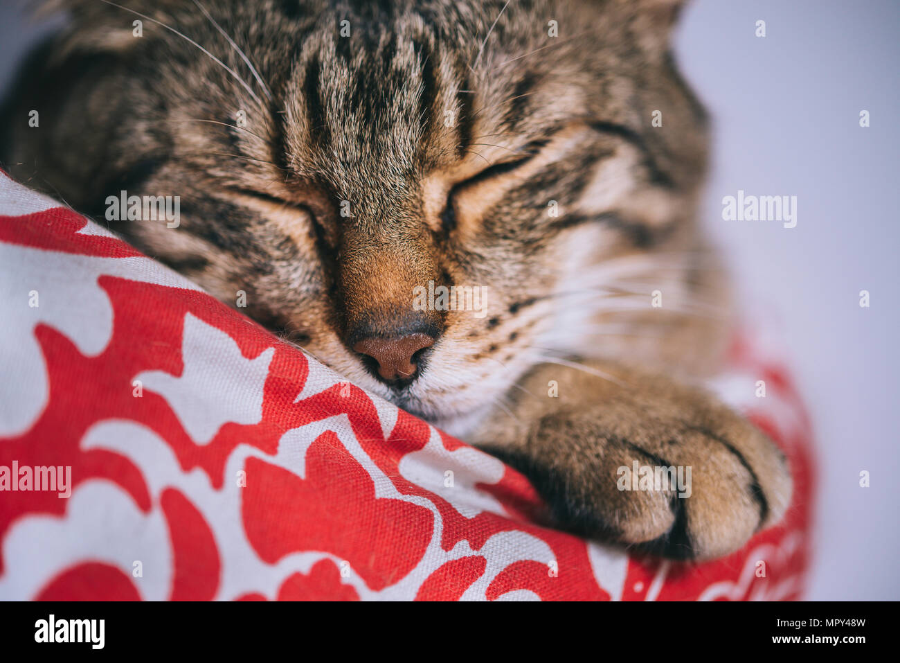Selective focus tabby cat hires stock photography and images Alamy