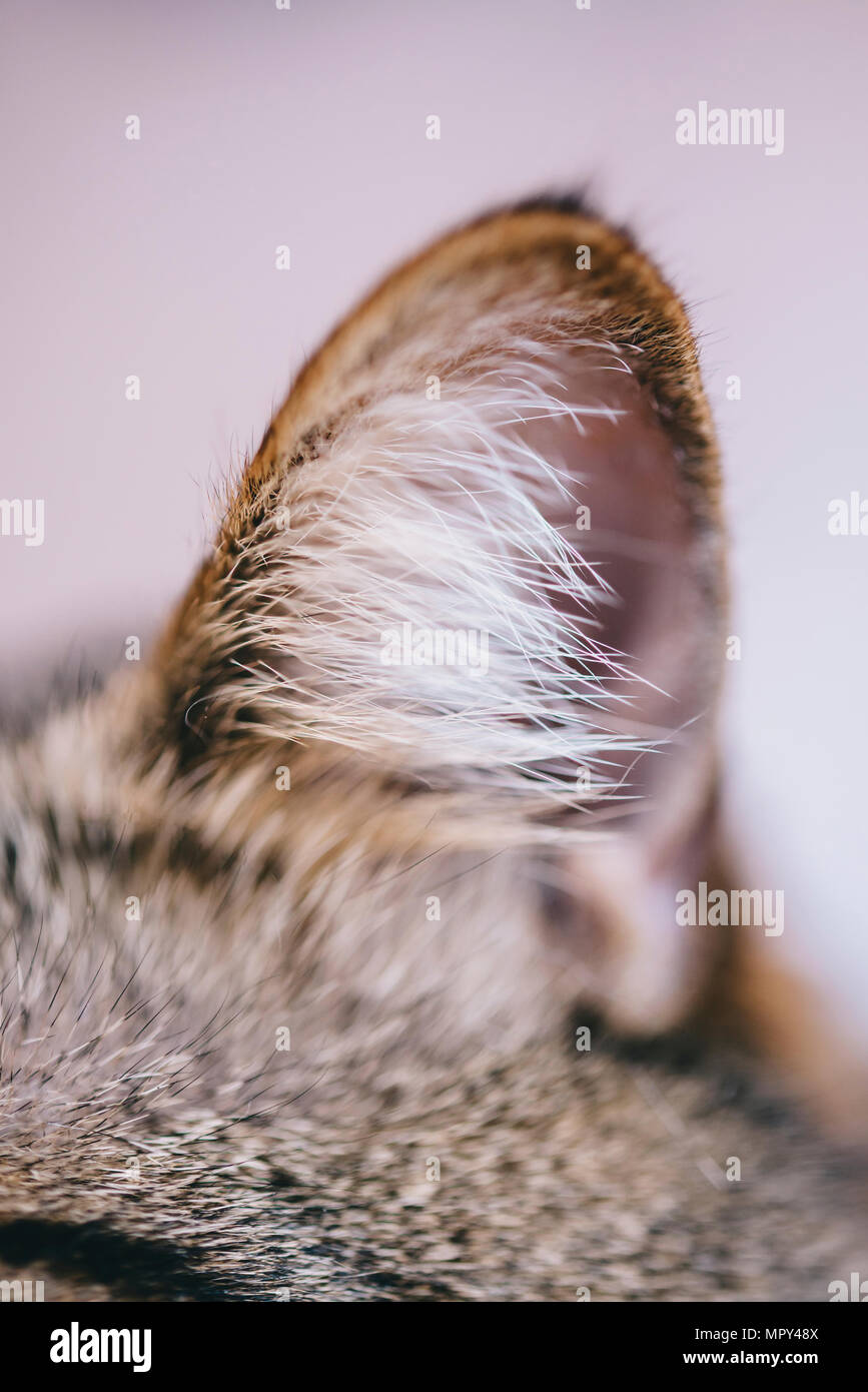 Close-up of tabby cat's ear at home Stock Photo