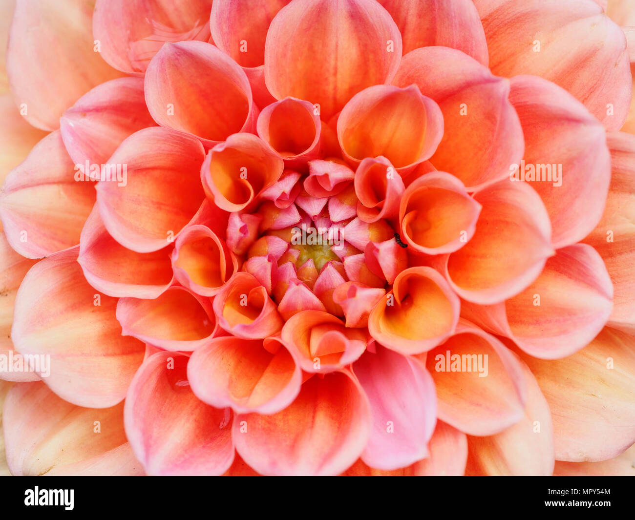 Blooming dahlia close up hi-res stock photography and images - Alamy
