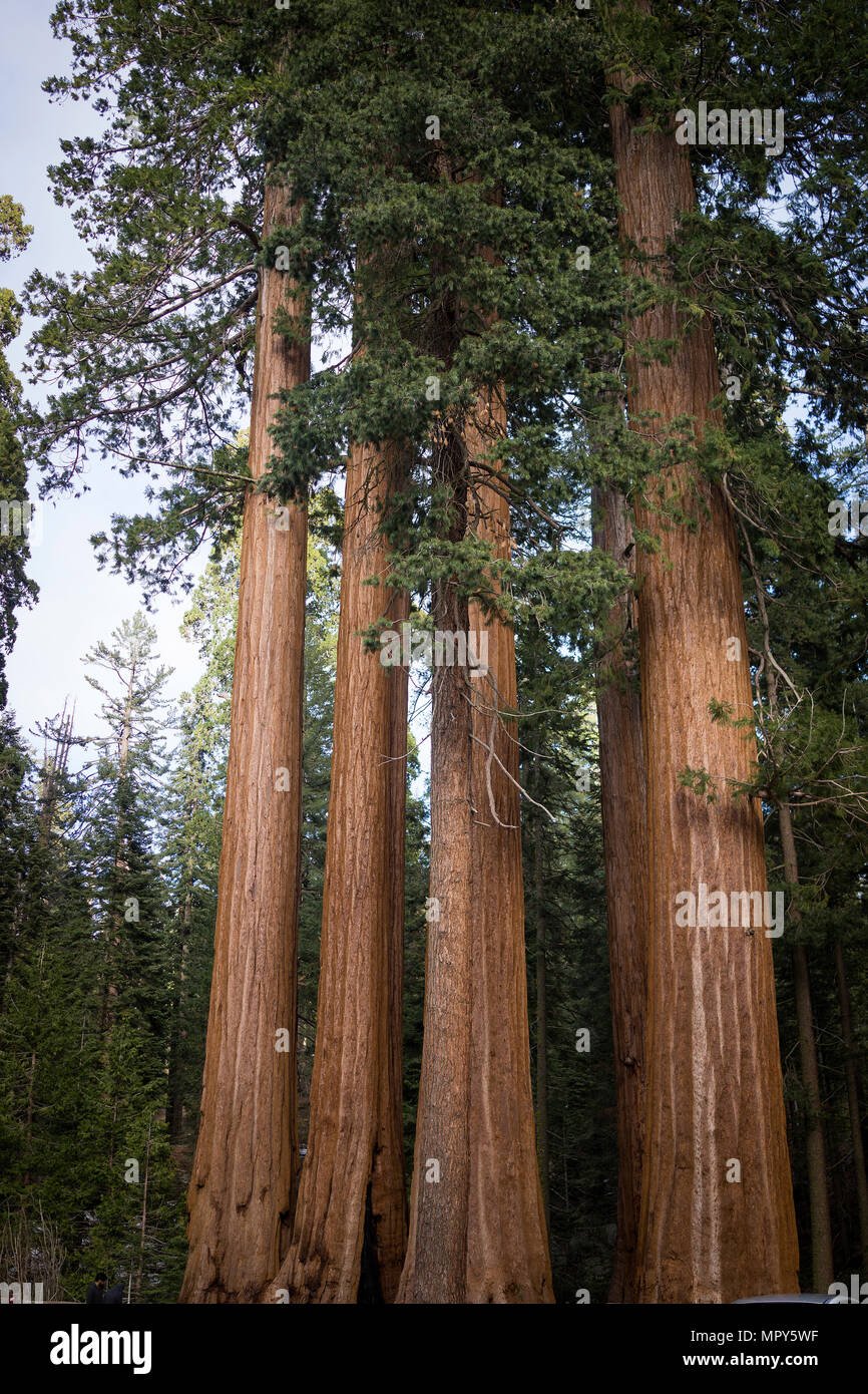 Sequoia Trees growing in forest at national park Stock Photo