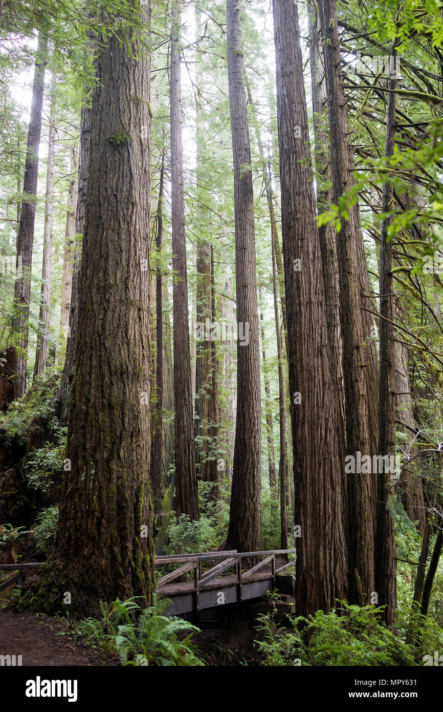Trees growing in Redwood National and State Parks Stock Photo