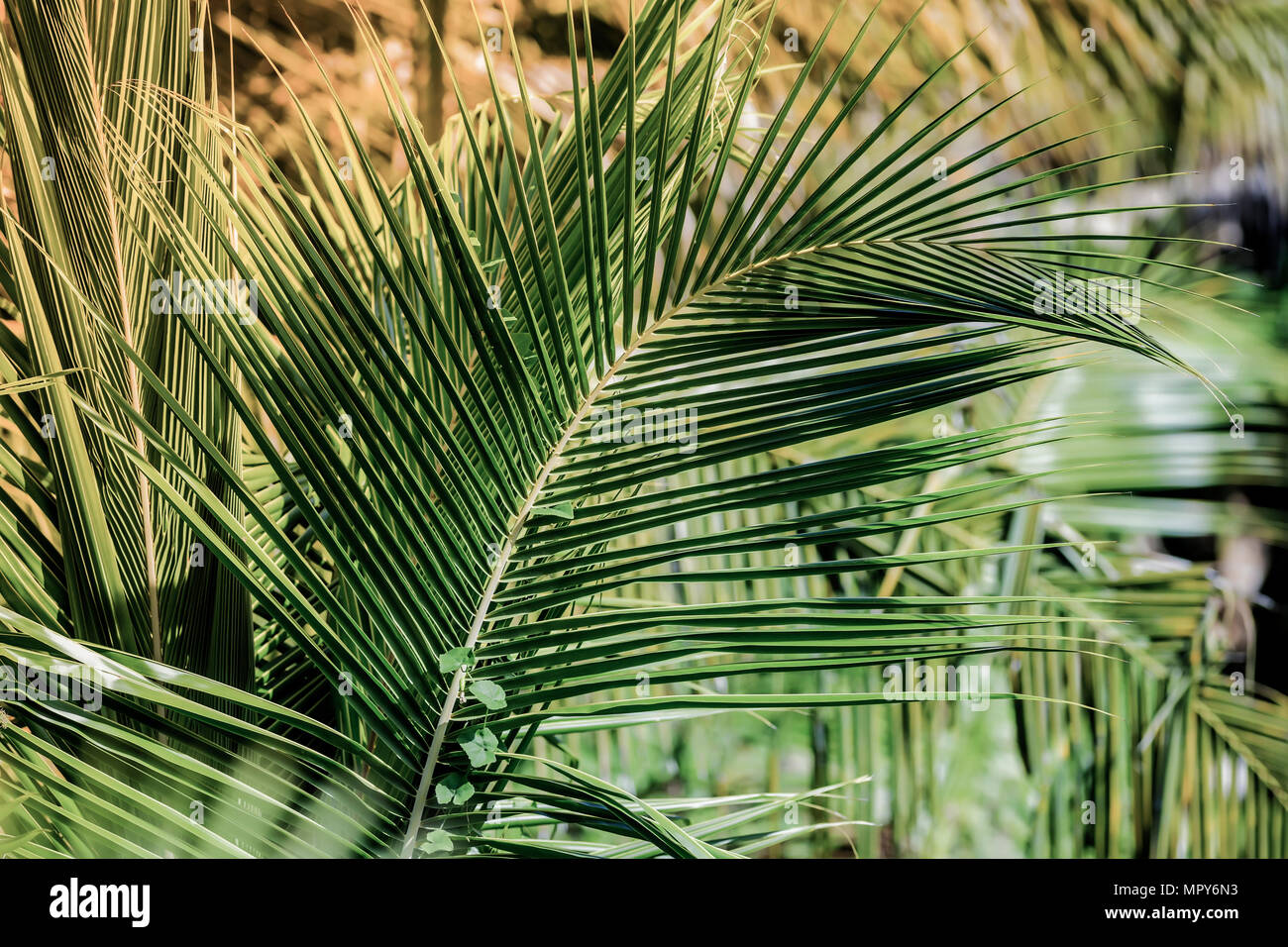 Close-up of palm leaves Stock Photo
