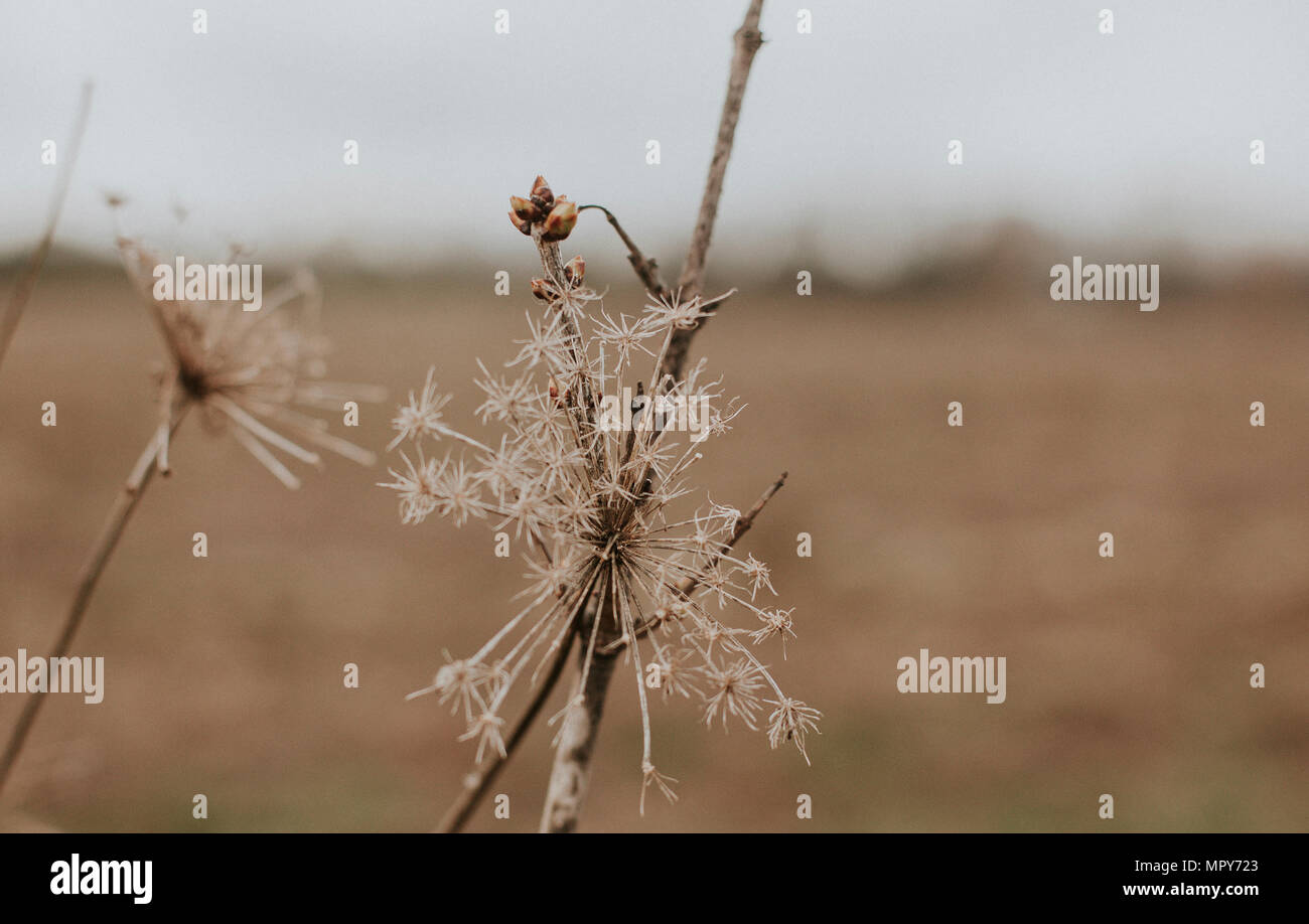 Dried up plants hires stock photography and images Alamy