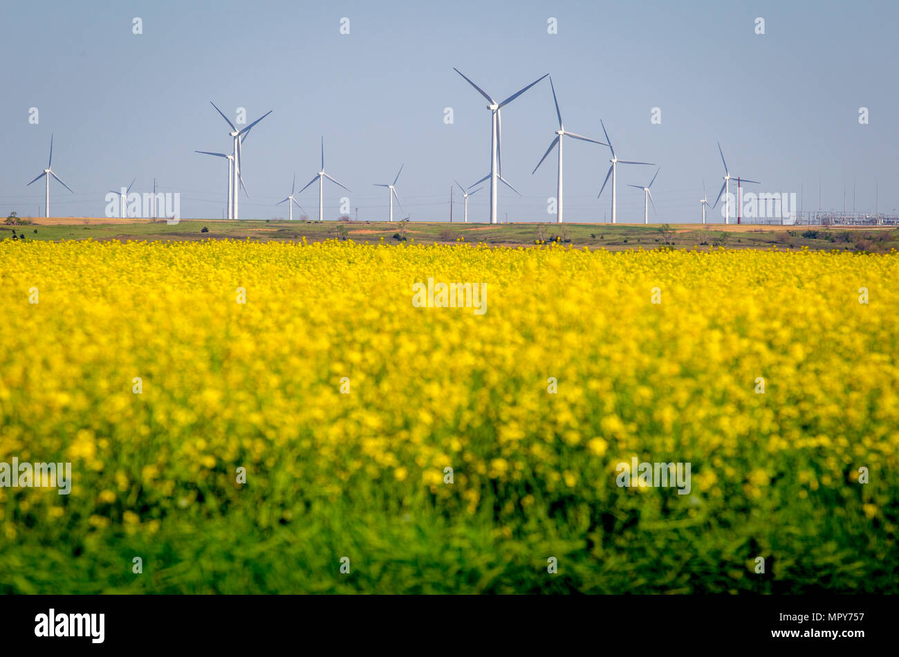 Yellow flowers on field hi-res stock photography and images - Alamy
