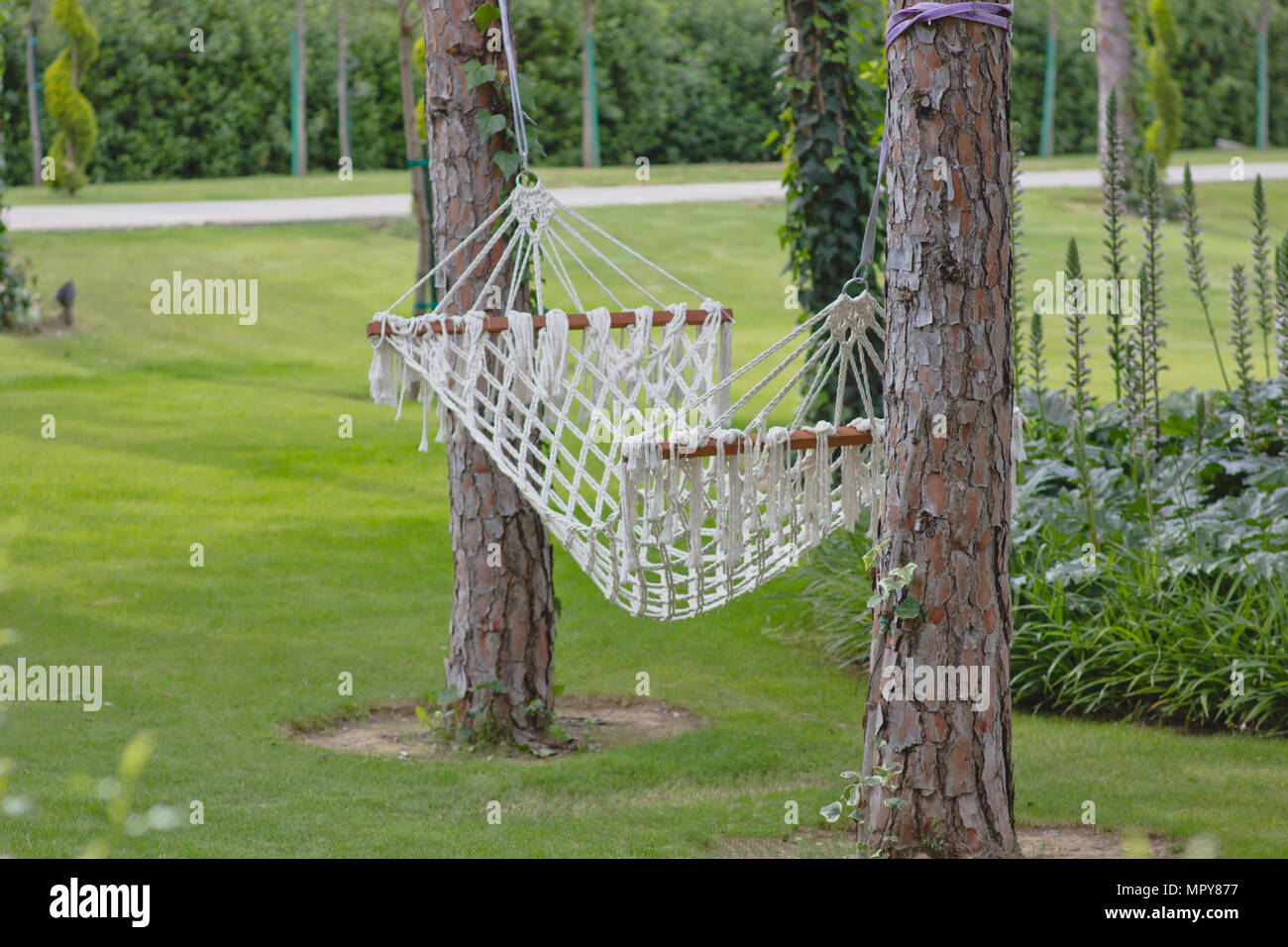 Swing between 2024 two trees