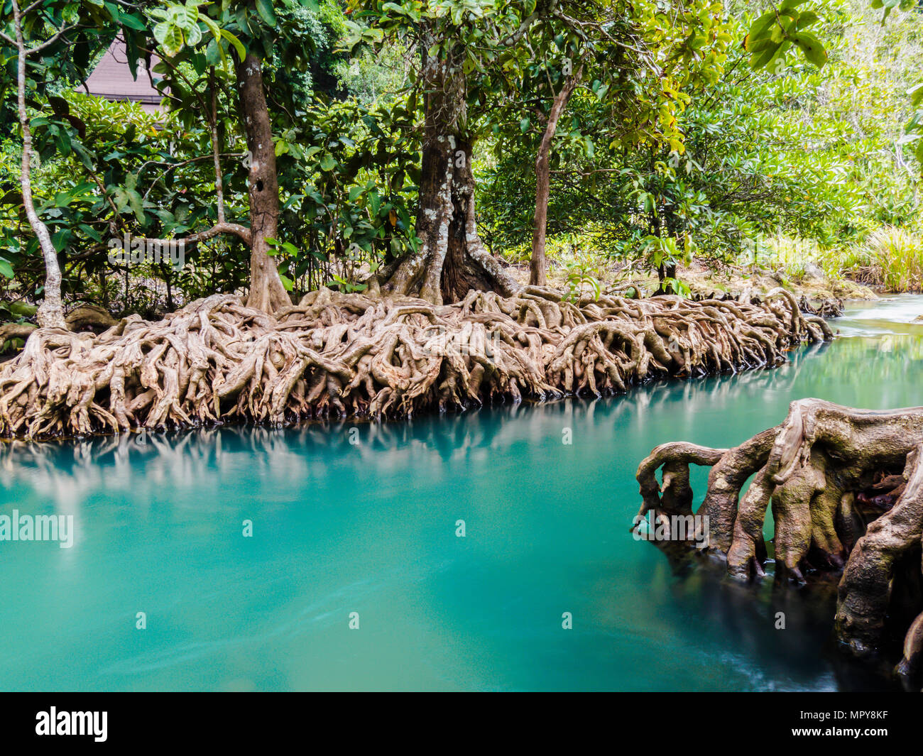 Scenic mangrove forest ecosystem with Mangrove roots and blue water at Krabi, Thailand. Stock Photo
