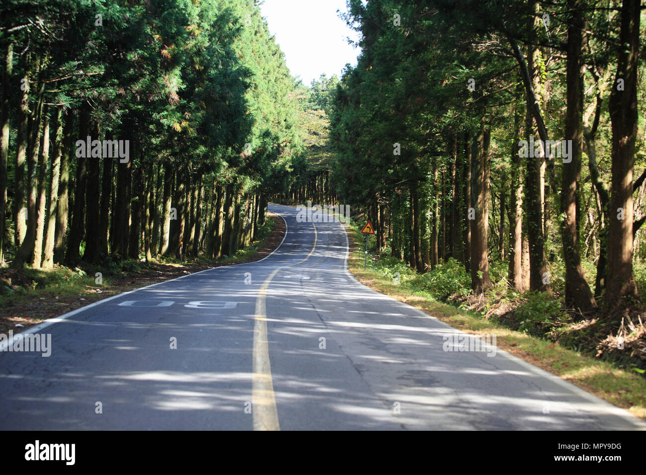 Empty road amidst trees in forest Stock Photo - Alamy