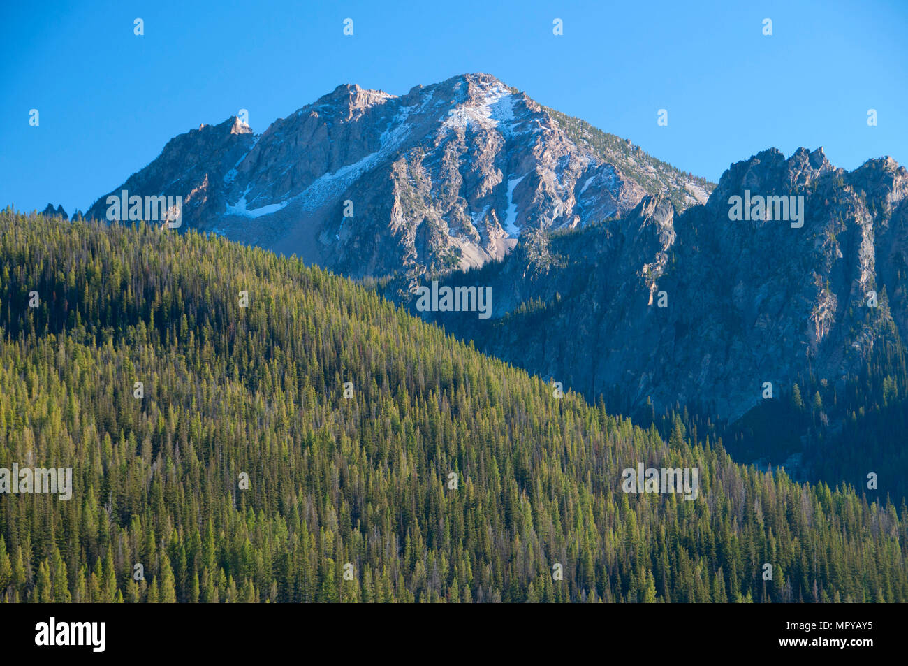 Rocky mountain ponderosa pine hi-res stock photography and images - Alamy