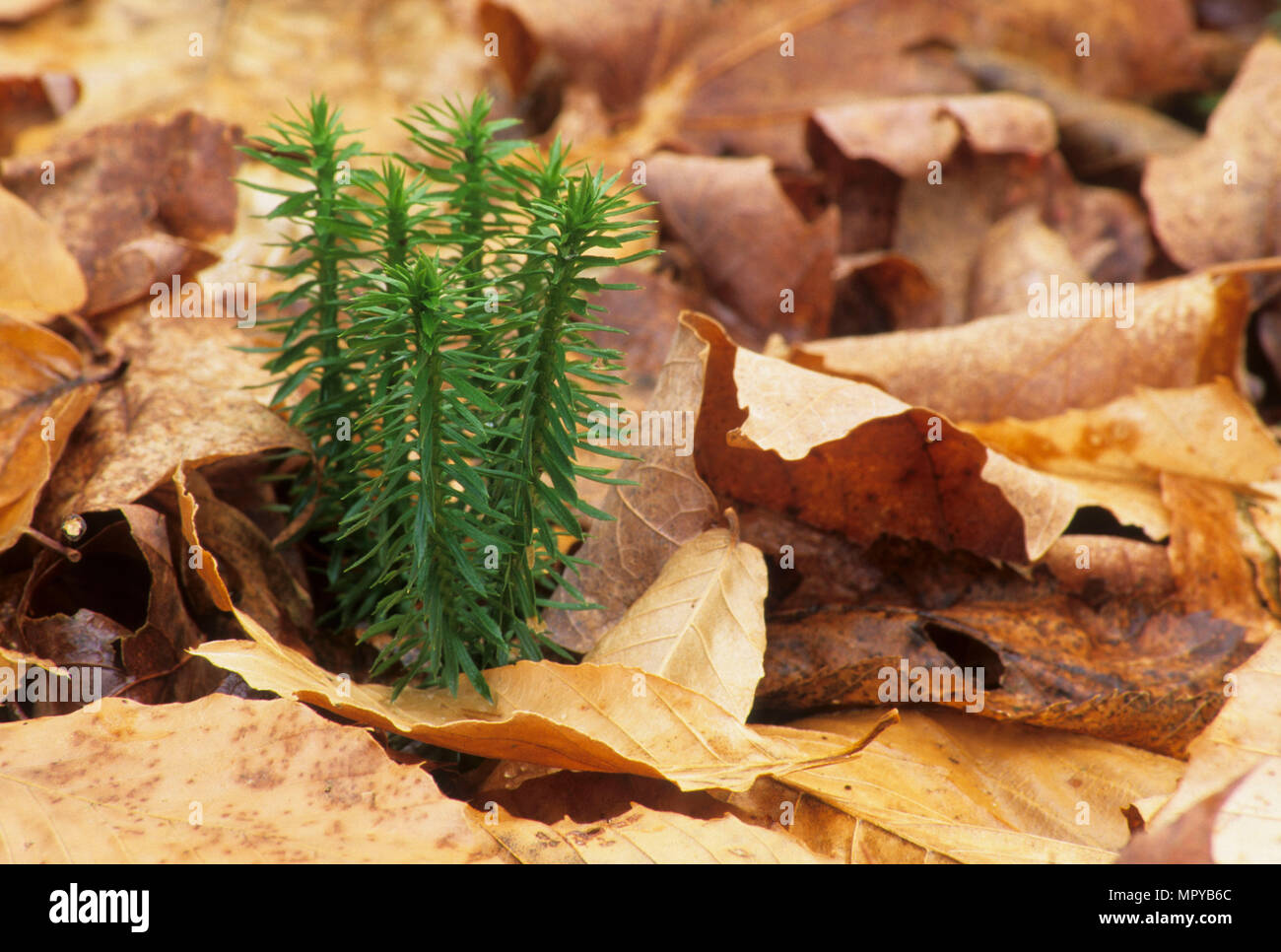 Club moss, Franconia Notch State Park, New Hampshire Stock Photo