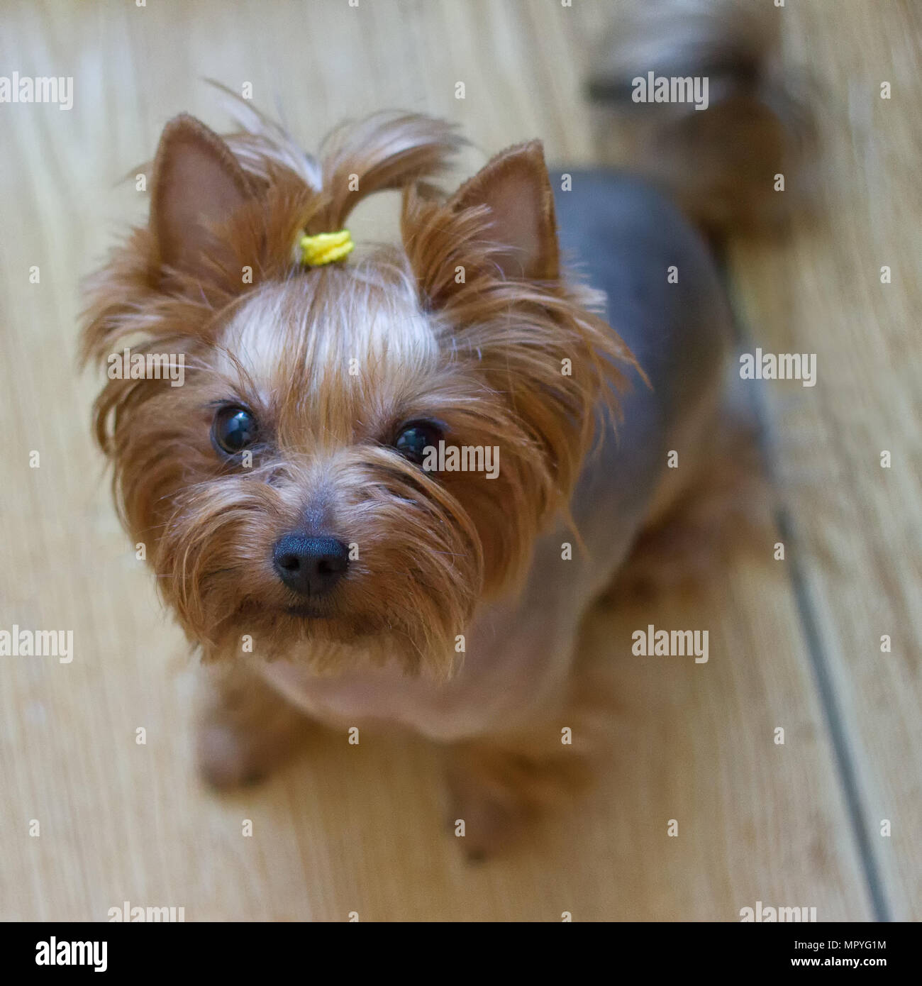 Yorkie sales top knot
