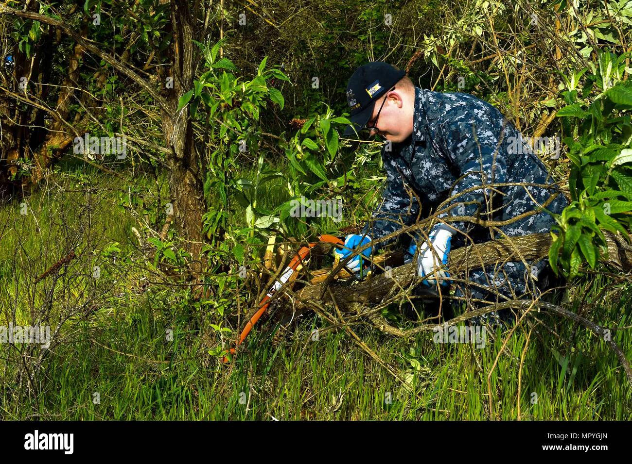 170425-N-SH284-036 BREMERTON, Wash. (April 25, 2017) Hull Technician 3rd Class Mason Crucabur, assigned to USS Nimitz (CVN 68) beach detachment, removes invasive vegetation along the Sinclair Inlet shoreline, just south of the Naval Base Kitsap-Bremerton Pass and ID office. Invasive vegetation overtakes native plants, which provide a habitat for local fish and birds, and prevents native vegetation from growing. Volunteers spent the day removing the vegetation to improve growth and restore the natural habitat. (U.S. Navy photo by Mass Communication Specialist 2nd Class Vaughan Dill/Released) Stock Photo