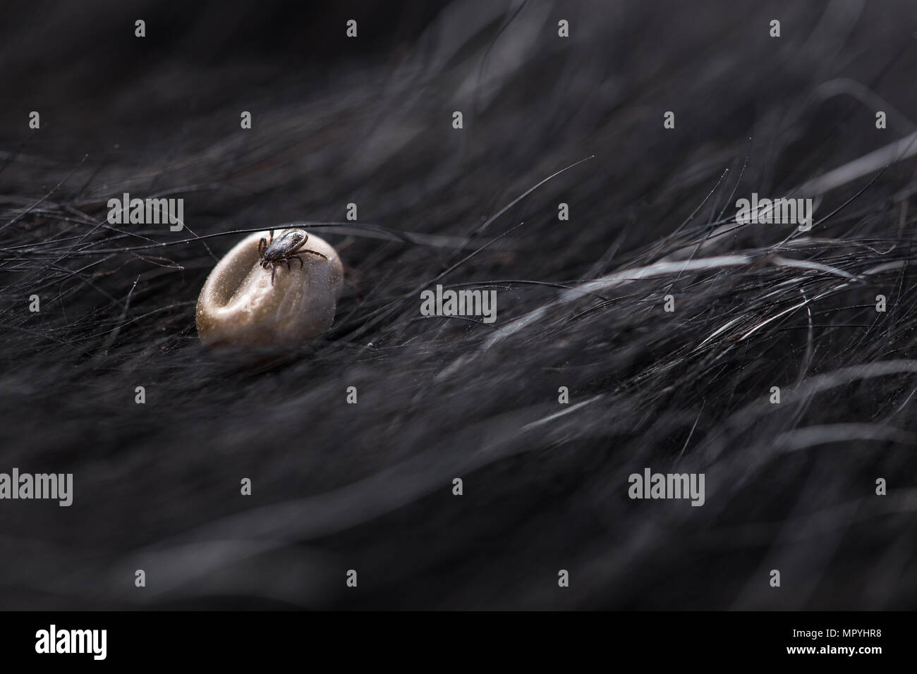 Tick in a dog's fur sucking his blood dangerous parasite carrier of