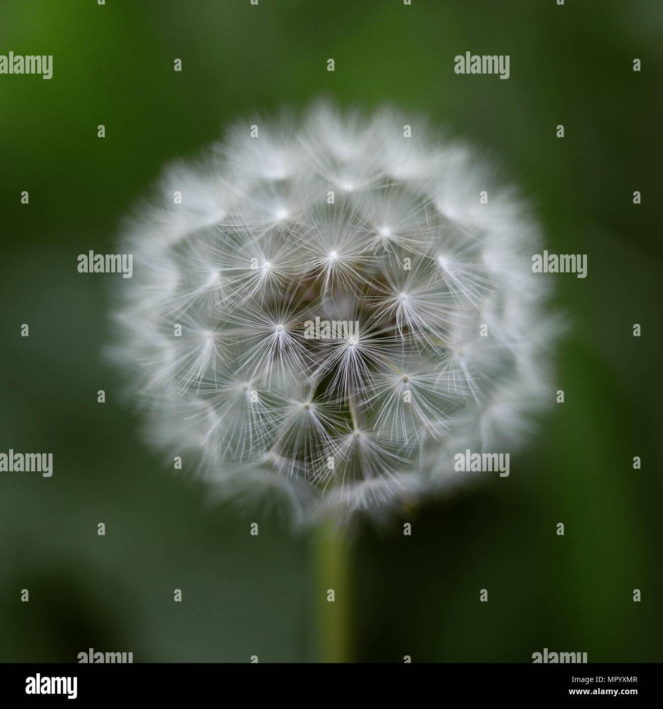 Beautiful dandelion clock on green background Stock Photo - Alamy