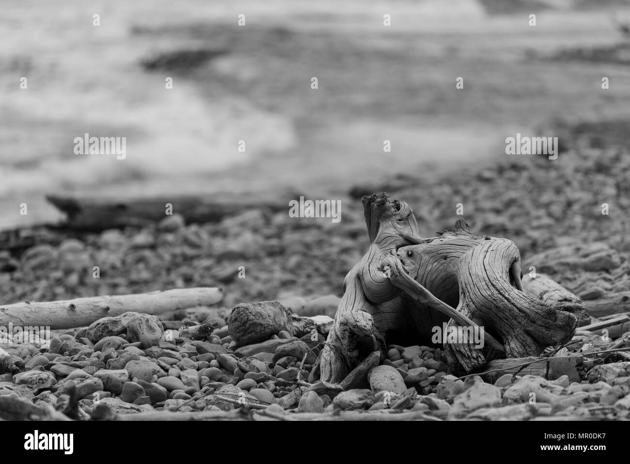 Twisted driftwood on a pebble beach Stock Photo