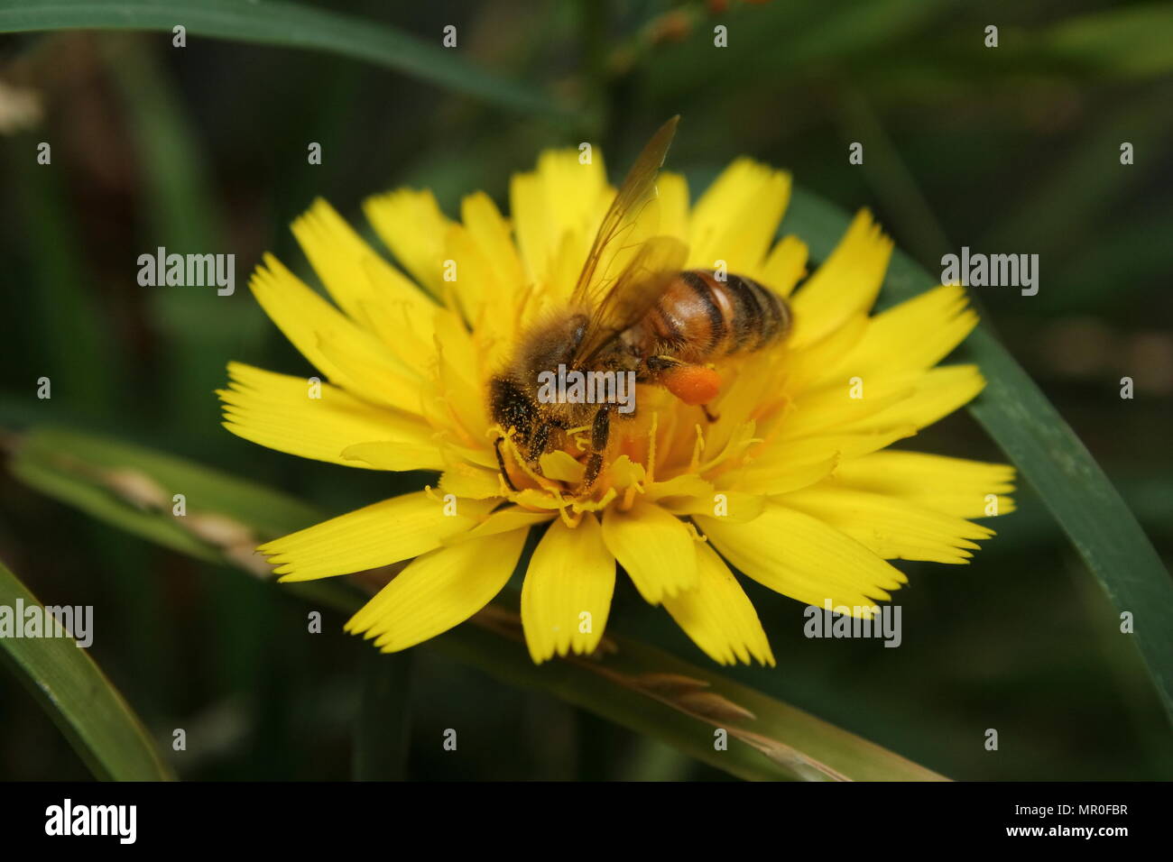 European honey bee pollen hi-res stock photography and images - Alamy