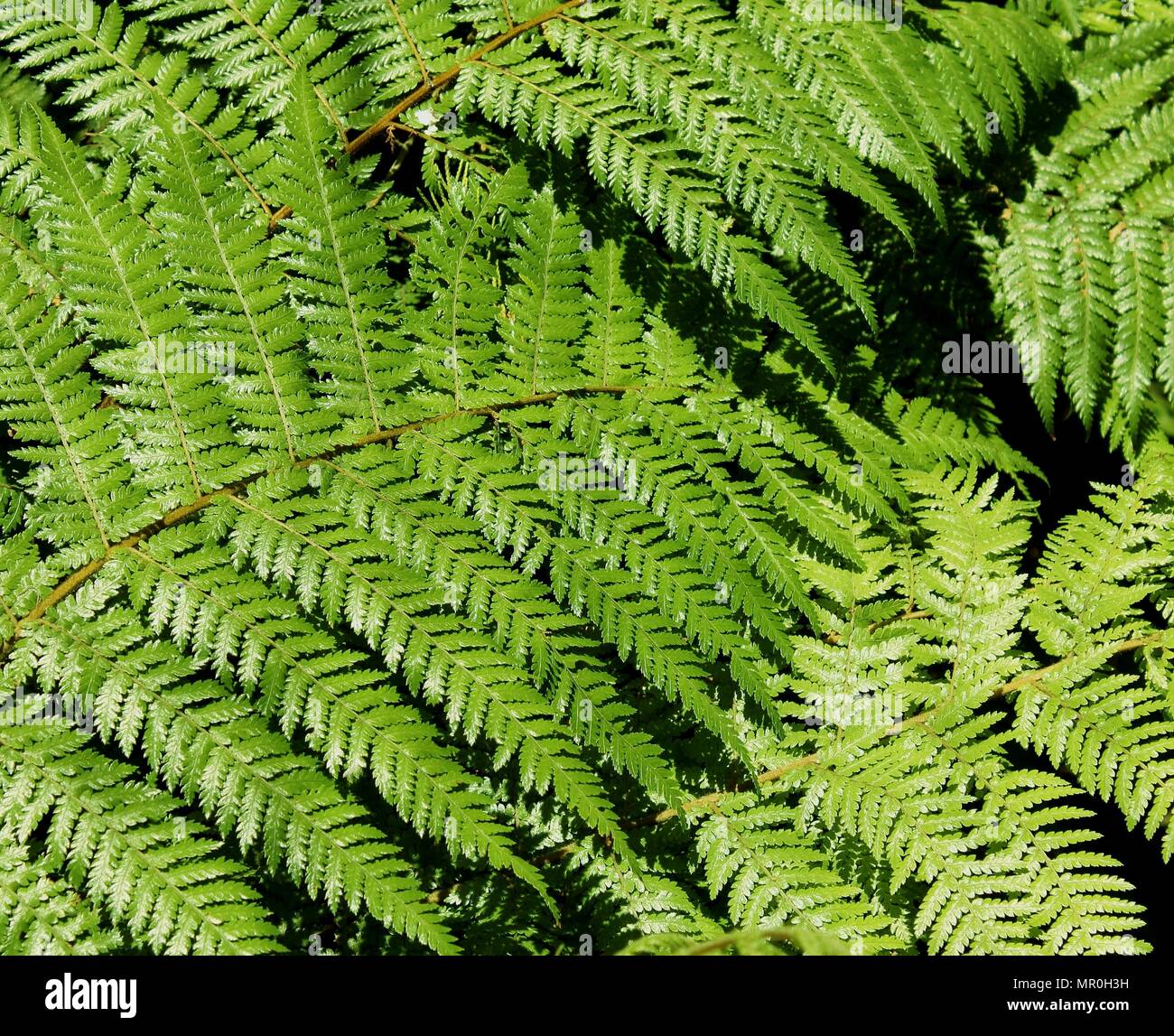 Close up image of Fern Fronds Stock Photo - Alamy