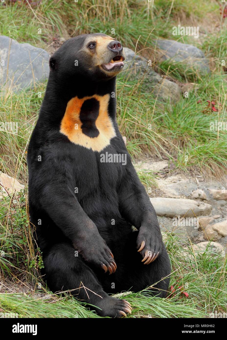 Close up image of a Sun Bear (Helarctos malayanus) Stock Photo