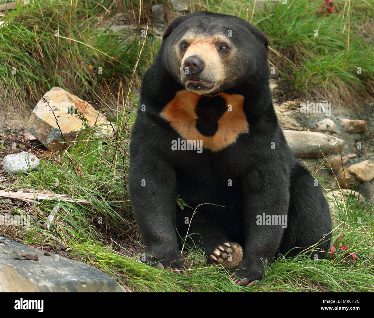 Close up image of a Sun Bear (Helarctos malayanus) Stock Photo