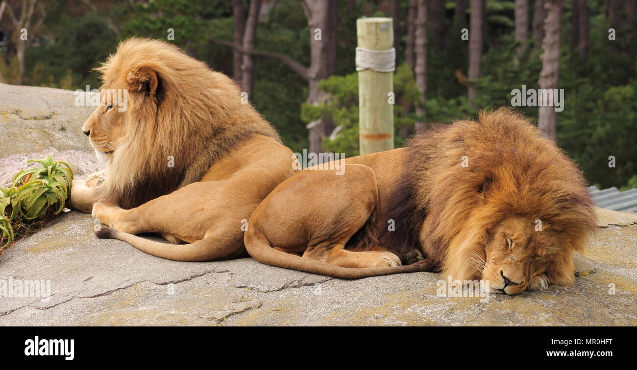 Pair of Male Lions (Panthera leo Stock Photo - Alamy