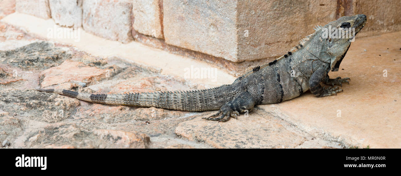 Old Iguana type Lizard found in ancient ruins of Uxmal Stock Photo
