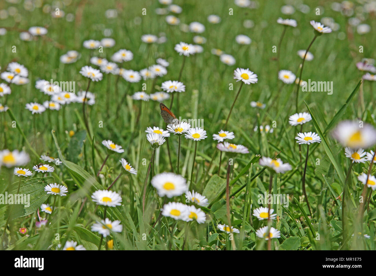 tiny small heath butterfly close up Latin coenonympha pamphilus feeding on a daisy in a field of daisies Latin bellis perennis compositae in Italy Stock Photo
