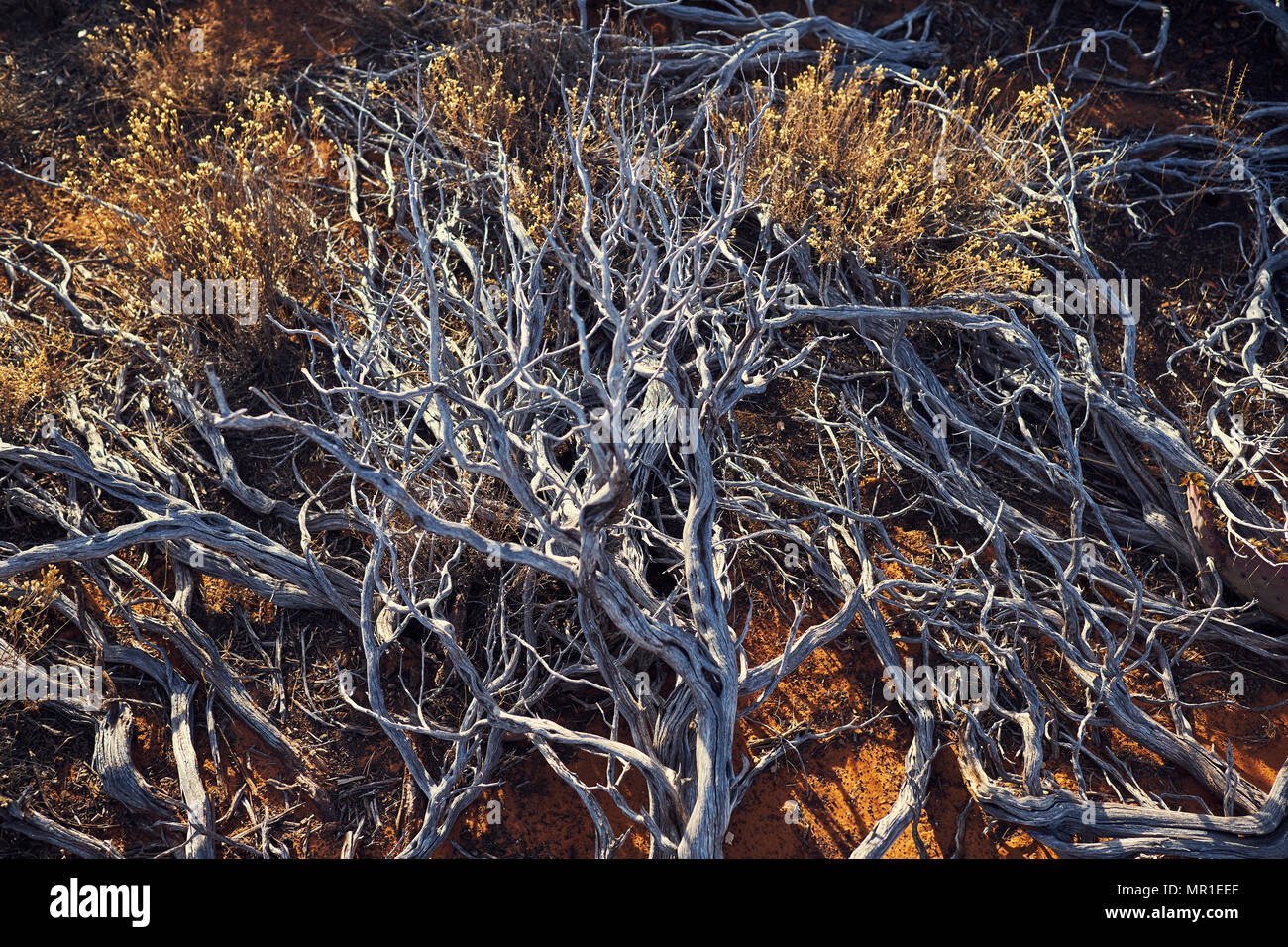 Dead or Dying Roots in Sedona, Arizona Stock Photo Alamy