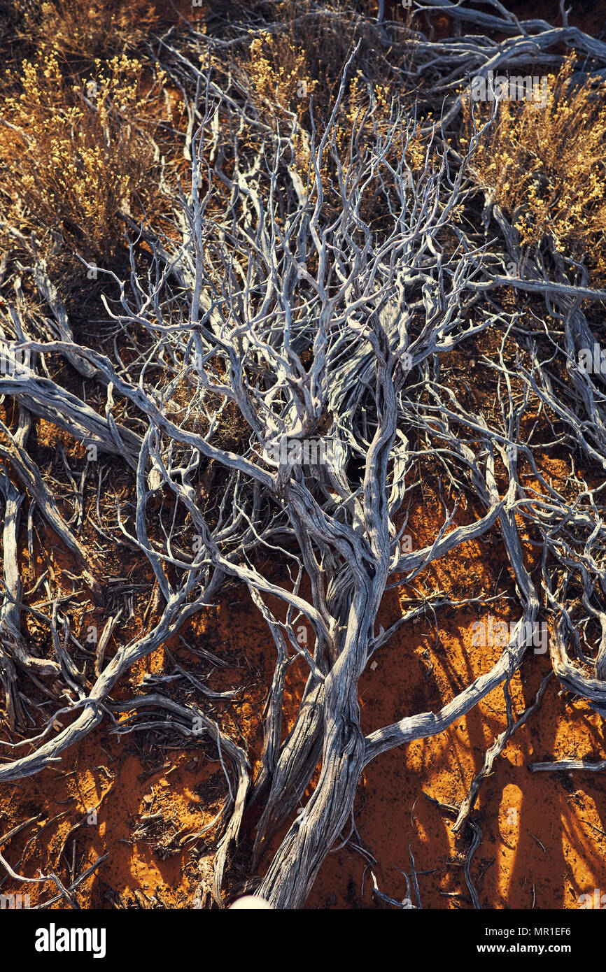 Dead roots hires stock photography and images Alamy