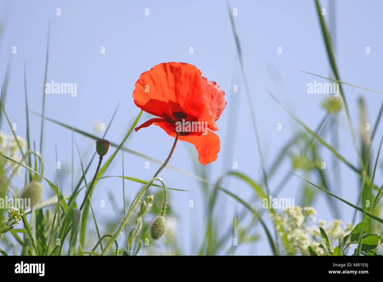 Poppy flower or papaver dubium with the light behind in Italy in Springtime remembrance flower first world war 1918 to 2018 Stock Photo