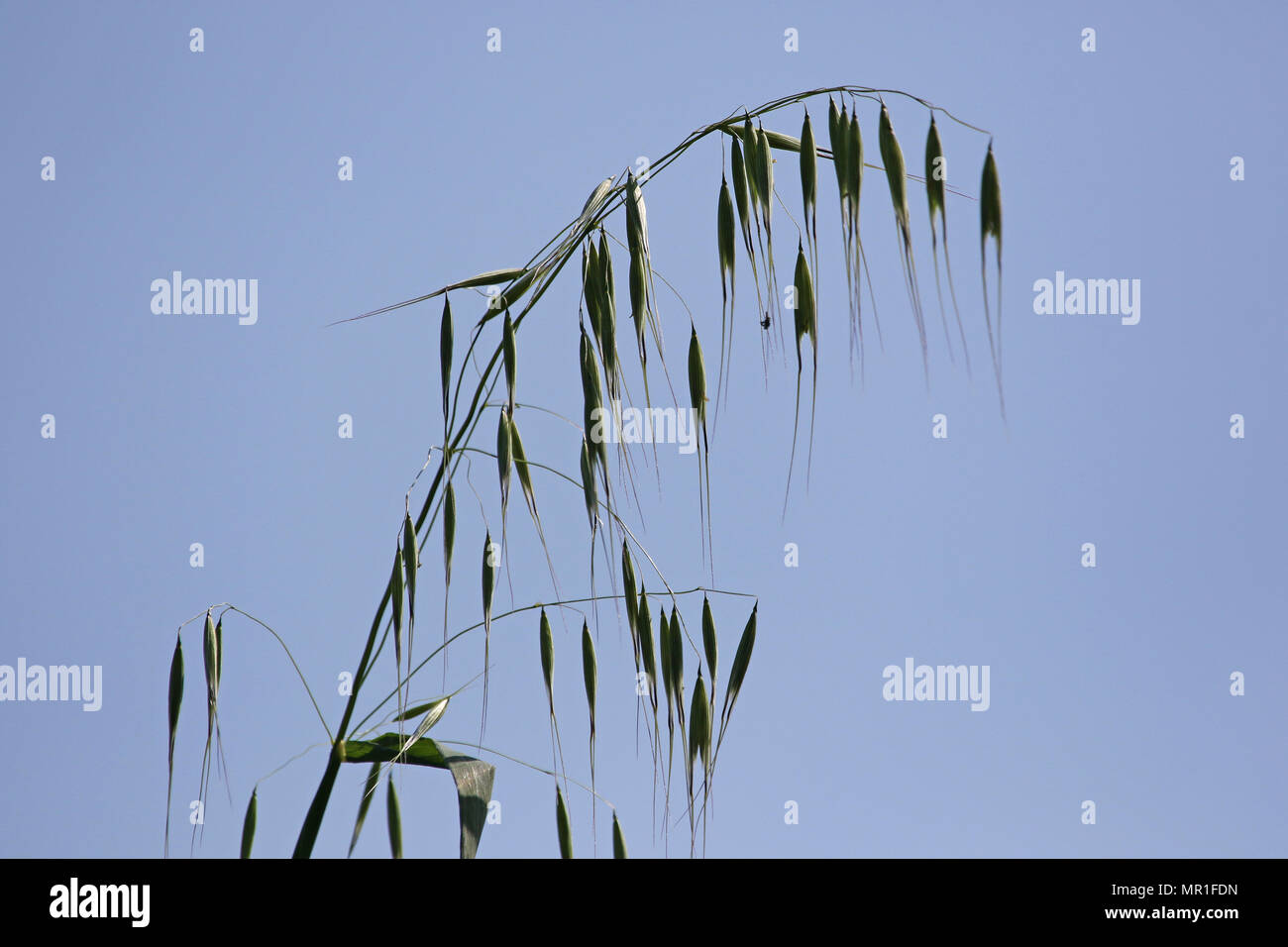 Scruffy wild oat plant with the light behind Latin name avena sterilis or sativa or fatua in Italy in springtime Stock Photo