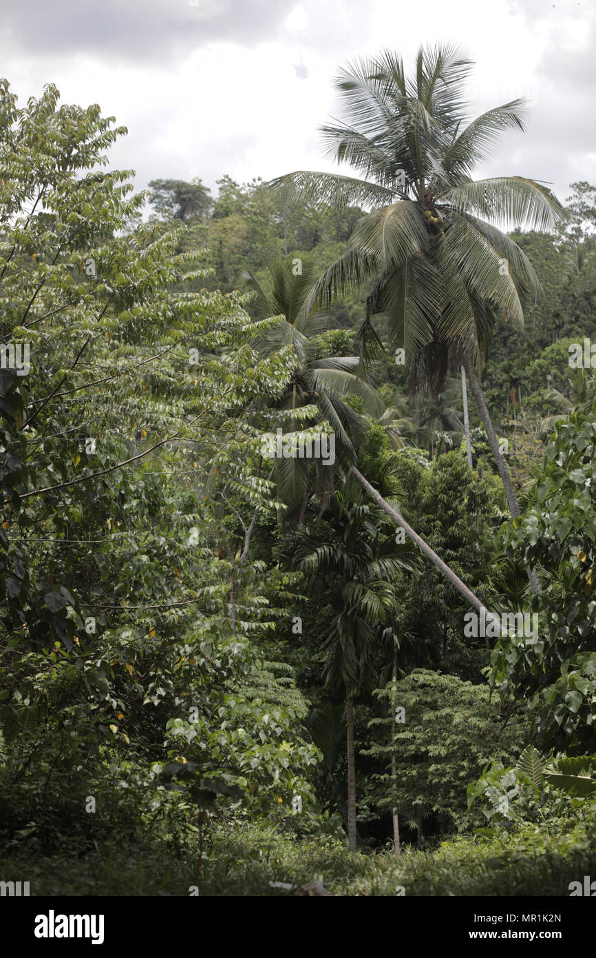Jungle thickets tropical palm hi-res stock photography and images - Alamy