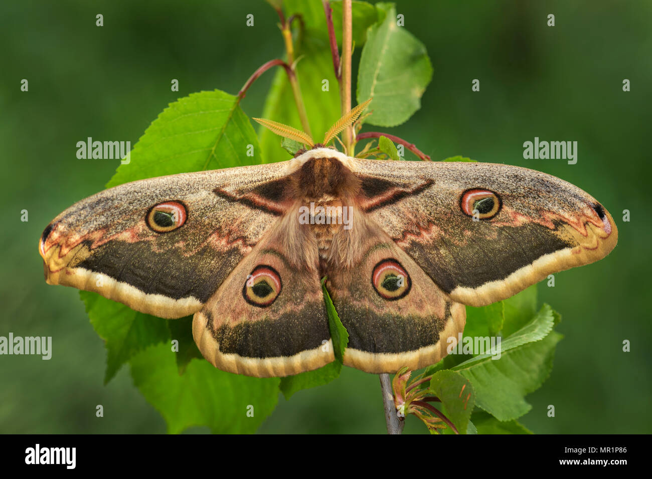 Great Peacock Moth - Saturnia pyri, beautiful large moth from Europe, Czech Republic. Stock Photo