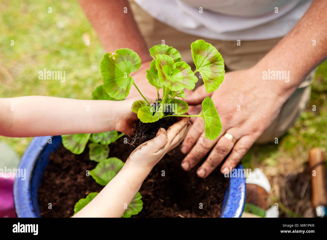 Small girl and Grandad's hands planting a geranium for summer planting, Uk Stock Photo