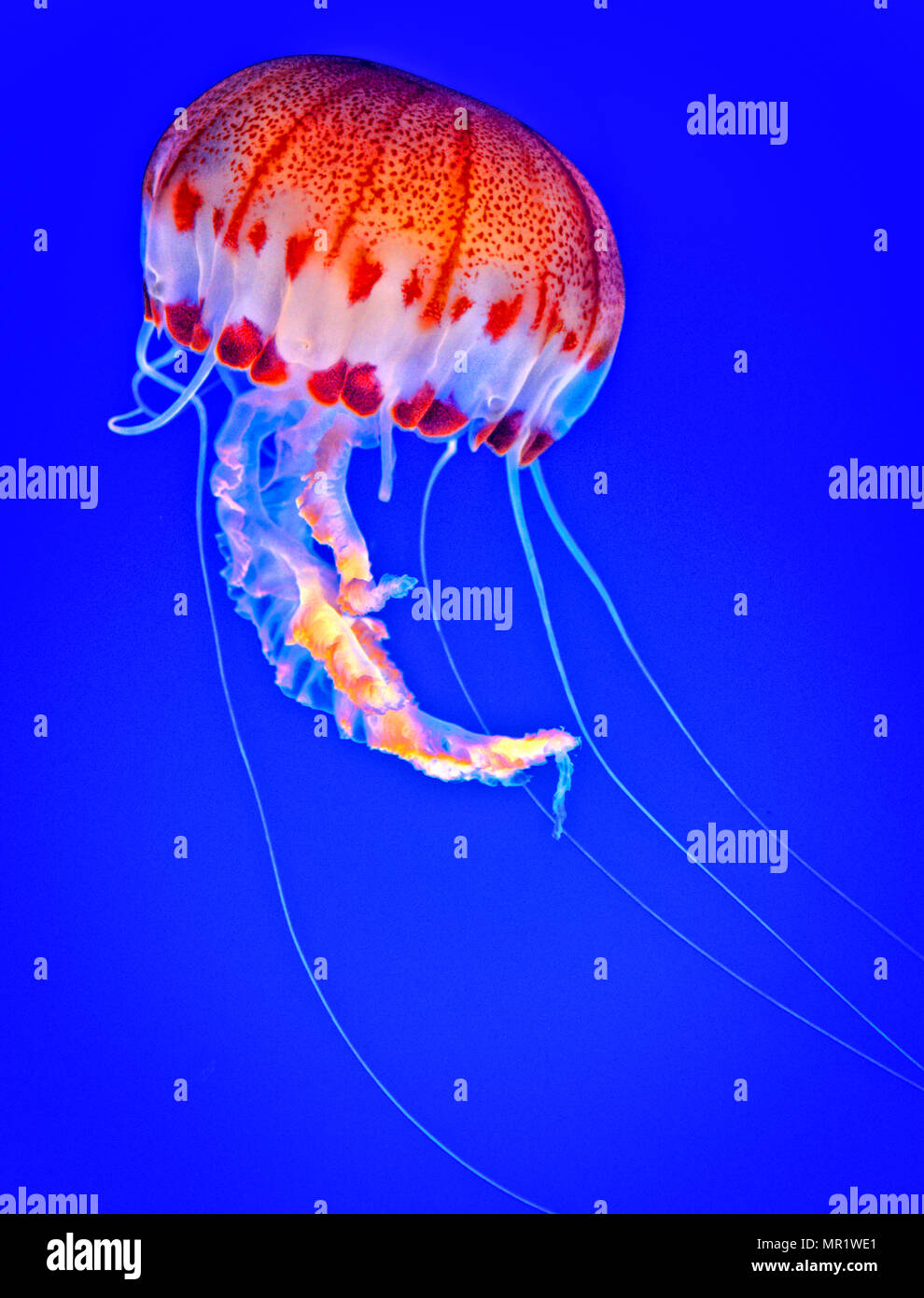 A striking jellyfish (Chrysaora colorata) at the Monterey Bay Aquarium, CA Stock Photo