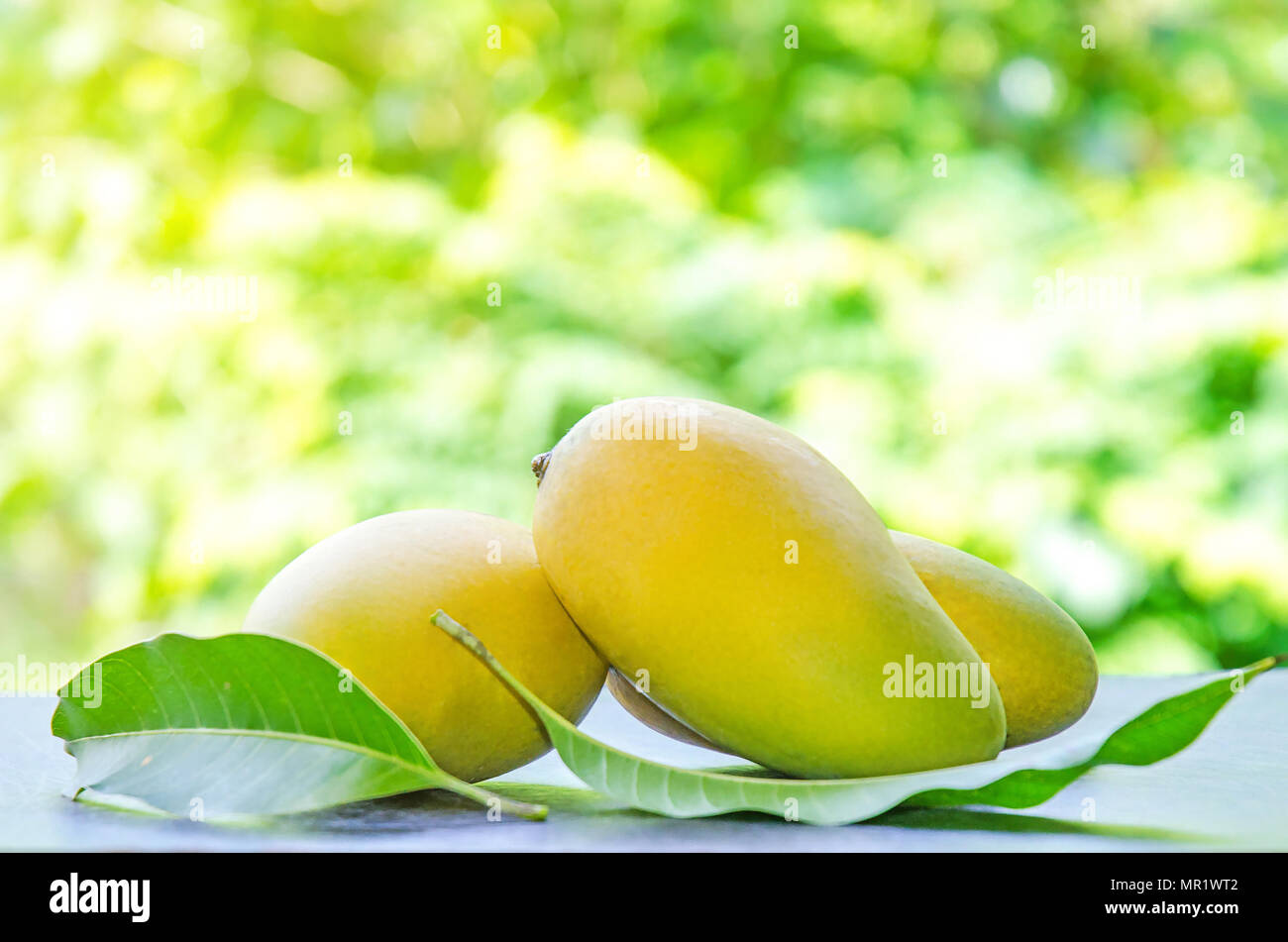 Fresh mango and Mango cooked and green leaves on top of table, Close-up of Thai mango fruit on table, Asia fruit in summer Stock Photo