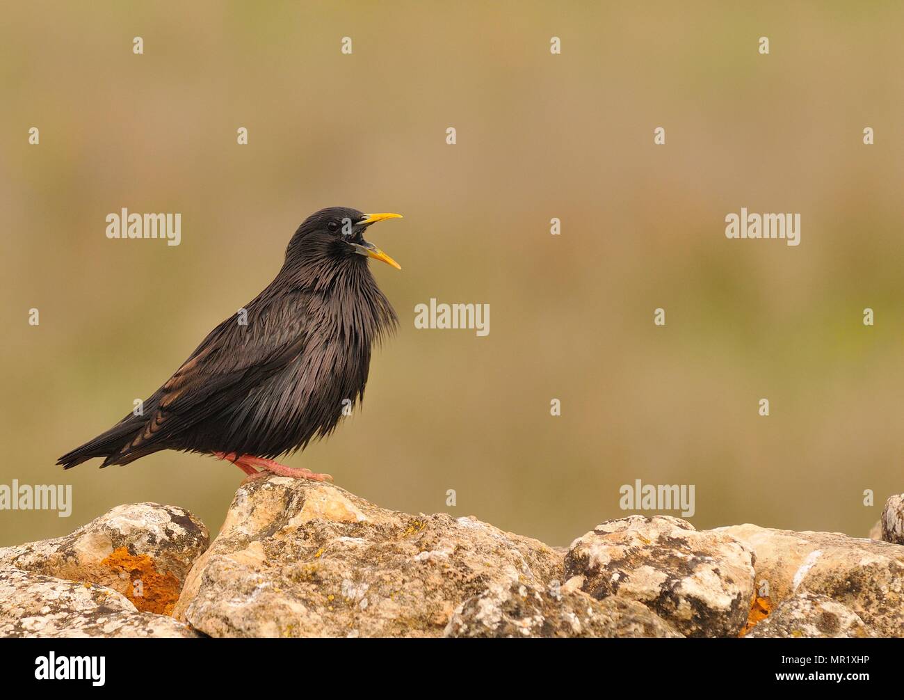 Spotless starling perched on a stone with brown background. Stock Photo