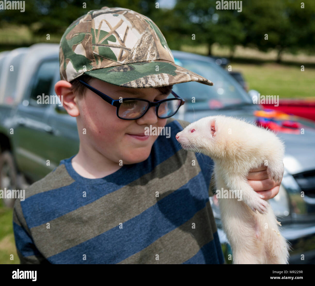 The Barlow Hunt Dog Show - Young boy holding a ferret (Mustela putorius furo) at a country show on a summer afternoon Stock Photo